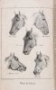 CARDINI F[rançois Joseph] - Dictionnaire d'hippiatrique et d'équitation, ouvrage ou se trouvent réunies toutes les connaissances hippigues. Deuxiéme édition, revue, corrigée, , augmentée de la moitié et ornée de 70 figures. T. 1-2.